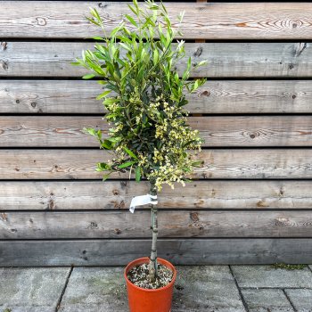 Olea Europea, Olivovník európsky, kont. C5L, výška: 80-100 cm (-12°C) - na kmienku